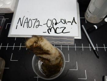 Media type: image; Invertebrate Zoology 137759